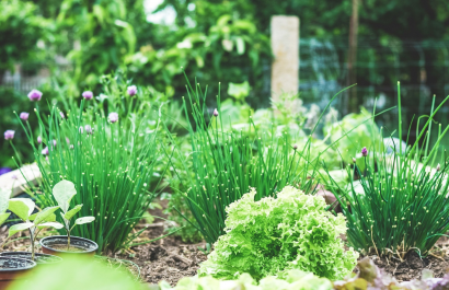 DIY Garden Projects to Enhance Your Spring Landscaping